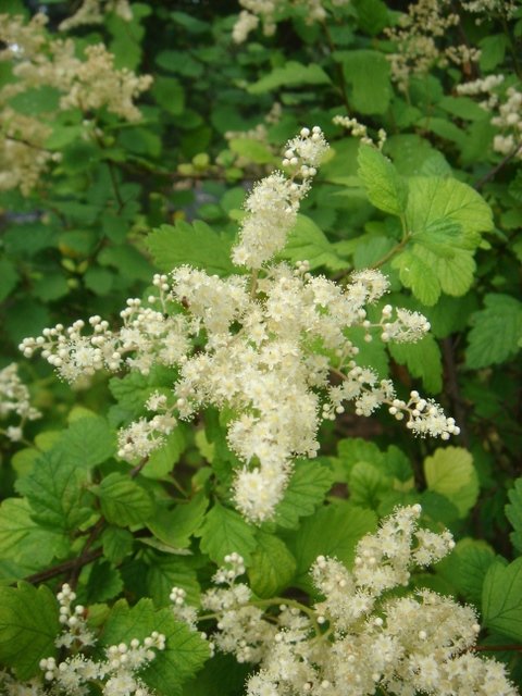 Holodiscus discolor
